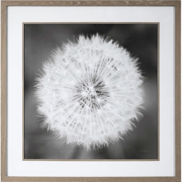 DANDELION SEEDHEAD  GLASS FRAMED PRINT For Cheap